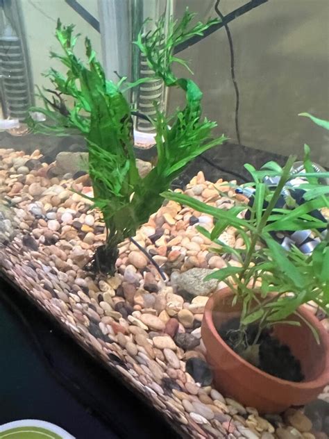 Image result for Java Fern Windelov Care