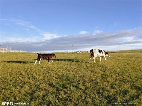 草原牛 的图像结果