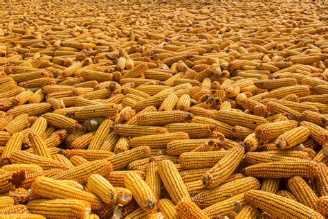 企业复工，玉米价格稳中上涨，2021粮价会继续“疯狂”吗？__财经头条