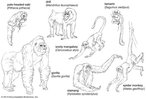 Lesser ape | primate | Britannica