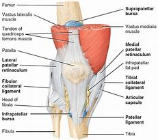 knee joint 的图像结果