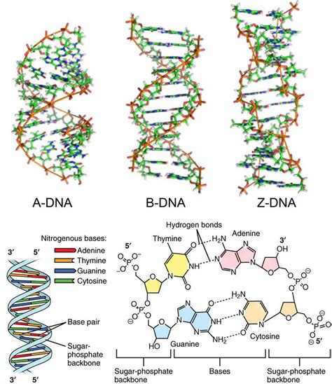 Image result for DNA Structure Simple