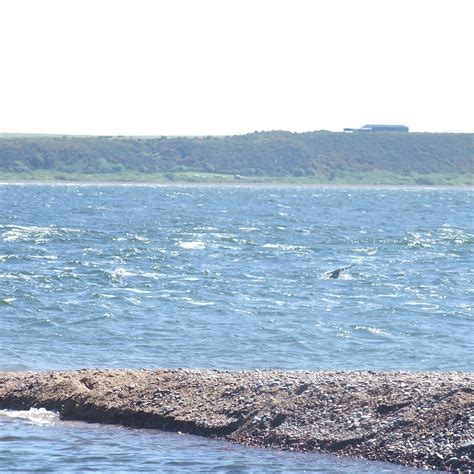 CHANONRY POINT (2025) All You Need to Know BEFORE You Go (with Photos ...