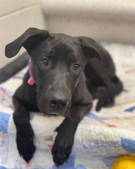 Black Great Dane Lab Mix Dog's Death In Central Park Saddens Family