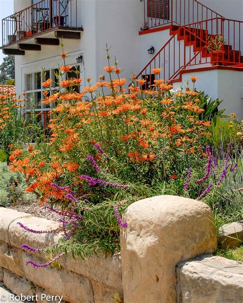 Lion's tail - Waterwise Garden Planner