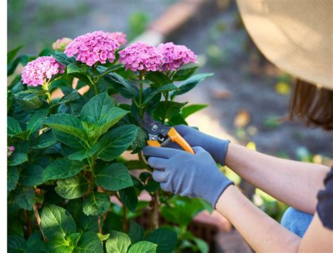 How to Care For Hydrangeas in Summer