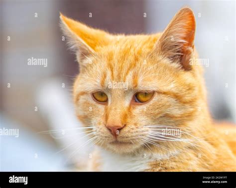 Orange Cat With Human Face