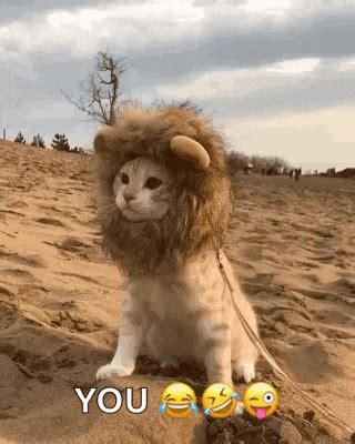Cat | Free Animated GIFs Download