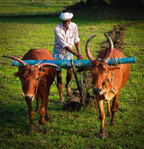 The Village Farmer: Fresh Produce & Local Goodness