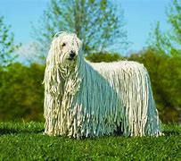Image result for Cute White Fluffy Dog Breeds