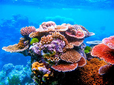 ESA - The Great Barrier Reef is home to hundreds of types of coral