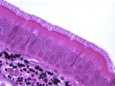 Function Of Simple Columnar Epithelial Tissue at Max Kim blog