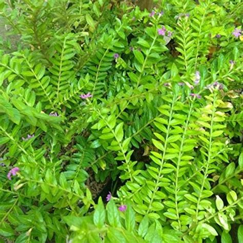 Vixenssell Chinese Kopia Live Plant with Plastic Pot : Amazon.in ...