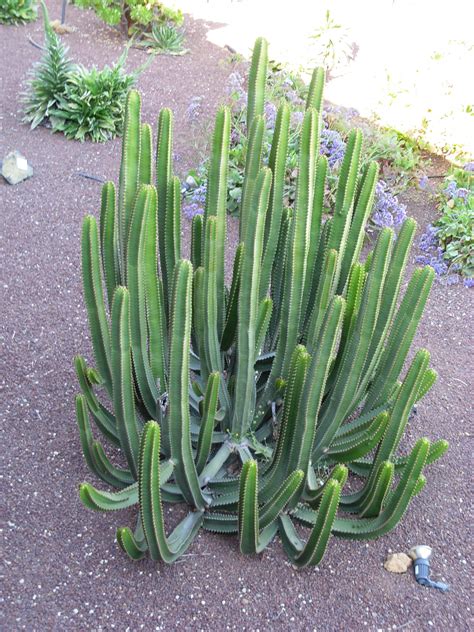 File:Tall thin growing cacti 2.JPG - Wikimedia Commons | Planting ...