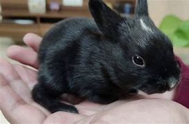 Image result for Cute Baby Rabbits in Black