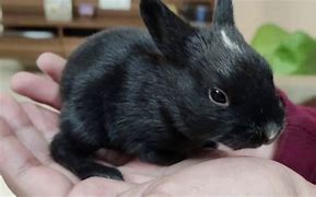 Image result for Newborn Rabbit Kits