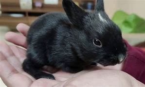 Image result for Raising Wild Baby Rabbits