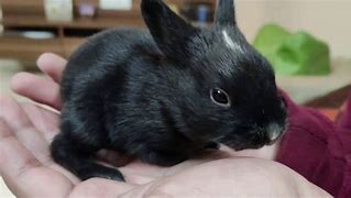Image result for Day Old Newborn Baby Rabbit