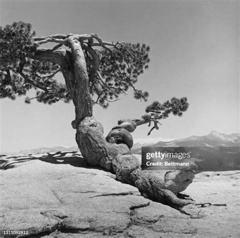 Image result for Sentinel Dome Tree