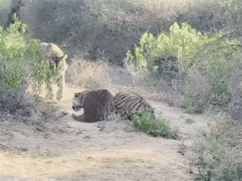 Tiger attacks sub-adult tigress in Bundi Reserve, Video of turf ...