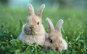 Image result for Black and White Bunnies