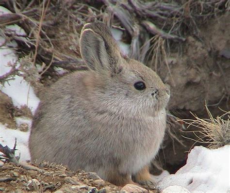 Pygmy Rabbit Facts 的图像结果