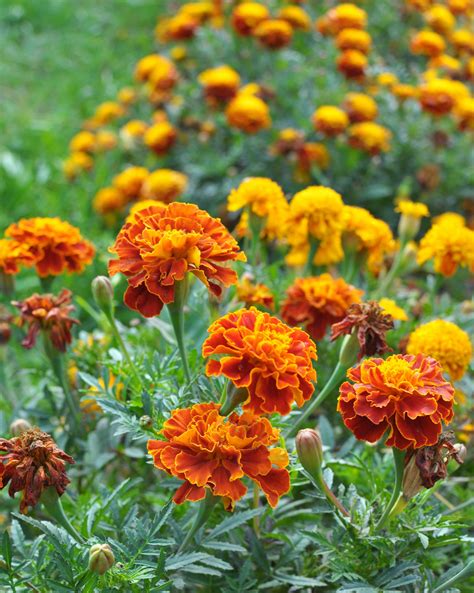 Deer Repellent Plant Chart