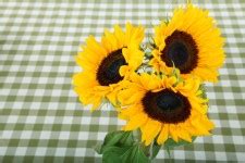 Image result for Screen Size in Python