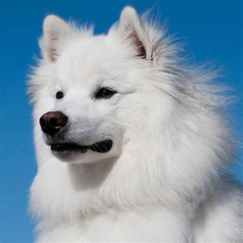 Alaskan Eskimo Dog