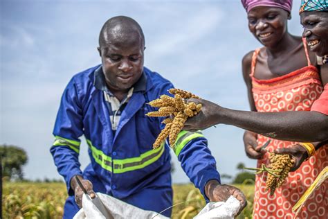 Rice-fish farming in the Land of Milk and Honey: South-South Cooperation is revolutionizing ...