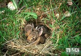 Image result for Baby Cottontail Age Chart