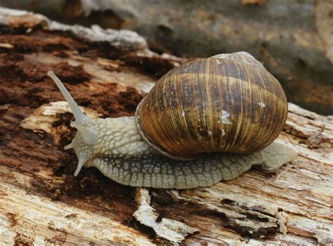 Phylum Mollusca Snail Molluscs Southern Alps Photography