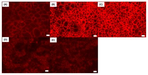 Evaluation of Sucrose Laurate as an Intestinal Permeation Enhancer for ...
