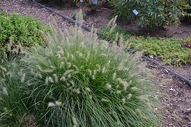 Image result for Little Bunny Dwarf Fountain Grass