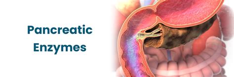 The Role of Pancreatic Enzymes in Digestion