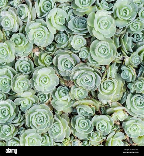 Miniature succulent plants in garden Stock Photo - Alamy