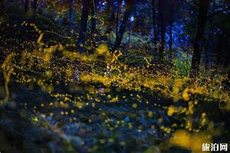 萤火虫在森林里飞舞在泰国的Prachinburi，萤火虫在夜晚的灌木丛中。长期曝光照片.高清摄影大图-千库网