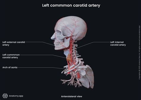 Left Common Carotid Artery The Vertical Topography Of The Carotid