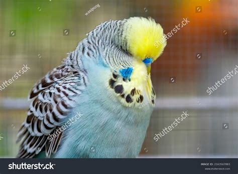 English Budgerigar Birds Light Green Yellow Stock Photo 2163507883 ...