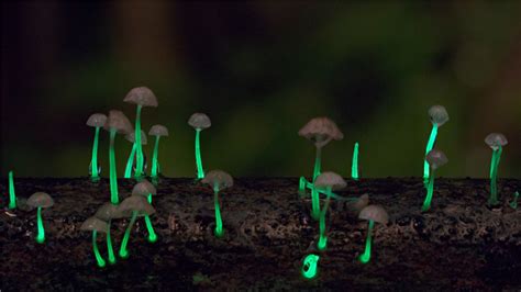 中外科学家联合考察发现新型发光真菌-中国科技网