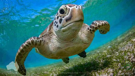 Green Sea Turtles