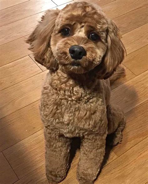 Image result for Long Hair Cockapoo