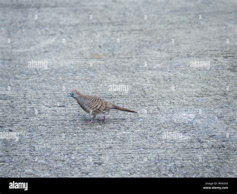 Dove at the concrete floor, The spotted dove or (spilopelia chinensis ...