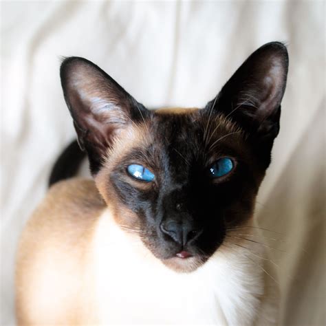 Herbie, our Suave & Sophisticated Seal Point Siamese Cat 💙 | Siamese ...