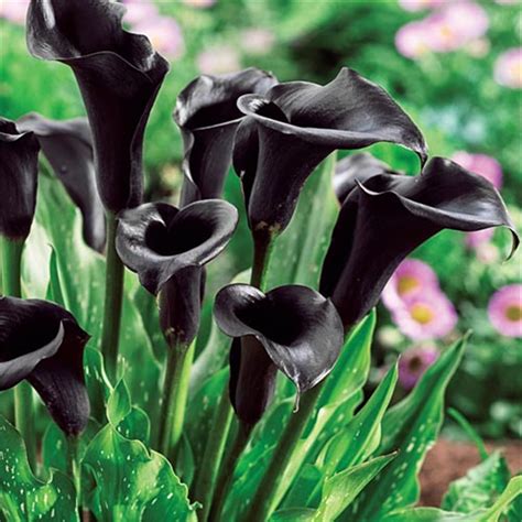 Outdoors, Rich Colors, Perennial Calla Lily, Garden (Calla Lilies ...
