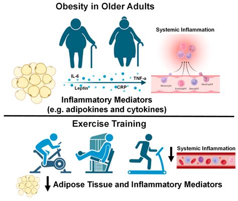 The Effects of Obesity on the Inflammatory, Cardiovascular, and Neurobiological Responses to ...