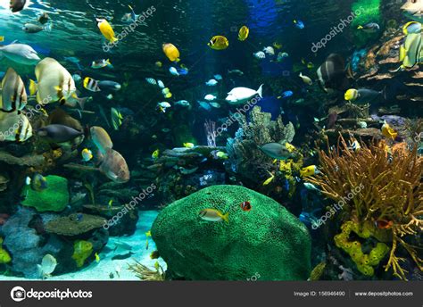 Catching Exotic Fish for Aquarium 的图像结果