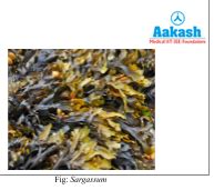 Phaeophyceae and Rhodophyceae Characteristics & Importance | AESL