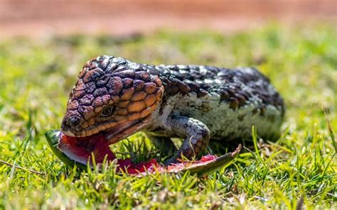 Blue Tongue Skink Diet Guide - Food List Included - Reptile Craze