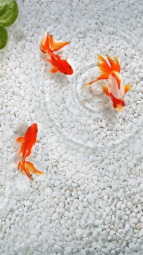 Koi Fish Background
